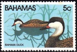 Bahama Duck (Anas bahamensis)