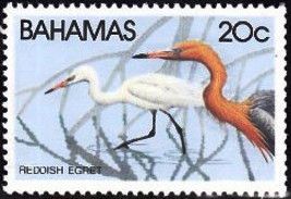 Reddish Egret (Egretta rufescens)