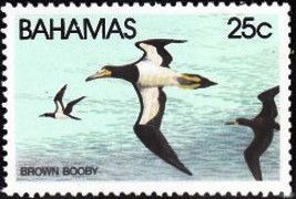 Brown Booby (Sula leucogaster)