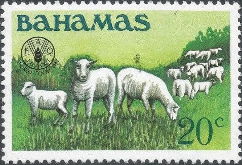 Domestic Sheep (Ovis ammon aries)