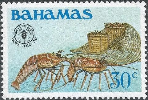 Caribbean Spiny Lobster (Panulirus argus)