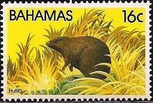 Bahamian Hutia (Geocapromys ingrahami)