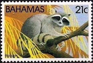 Racoon (Procyon lotor)