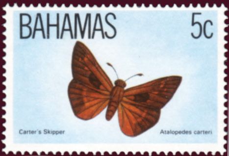 Carter's Skipper (Atalopedes carteri)