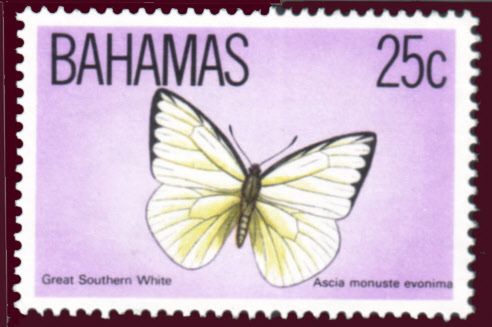 Great Southern White (Ascia monuste ssp. evonima)