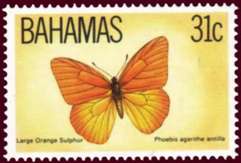 Orange Giant Sulphur (Phoebis agarithe antilla)