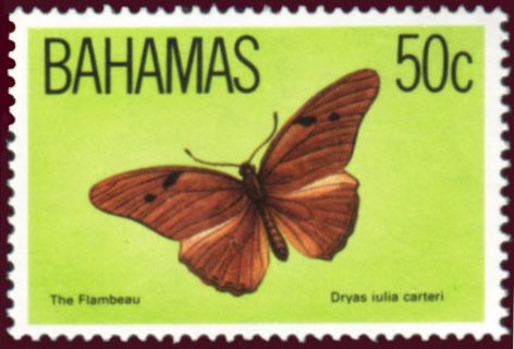 Julia (Dryas iulia carteri)