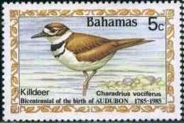 Killdeer (Charadrius vociferus)