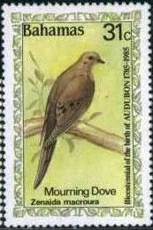 Mourning Dove (Zenaida macroura)
