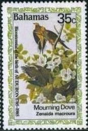 Mourning Dove (Zenaida macroura)