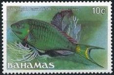 Stoplight Parrotfish (Sparisoma viride)