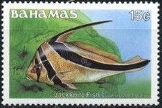 Jackknife Fish (Equetus lanceolatus)