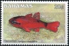 Flame Cardinalfish (Apogon maculatus)