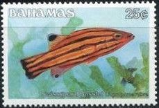 Peppermint Bass (Liopropoma rubre)