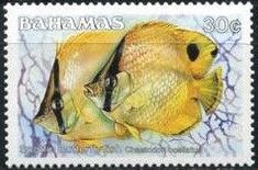 Spotfin Butterflyfish (Chaetodon ocellatus)