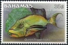 Queen Triggerfish (Balistes vetula)