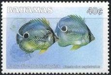 Four-eyed Butterflyfish (Chaetodon capistratus)
