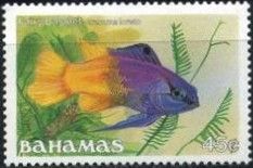 Royal Gramma (Gramma loreto)