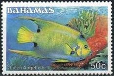 Queen Angelfish (Holacanthus ciliaris)