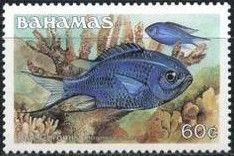 Blue Chromis (Chromis cyanea)