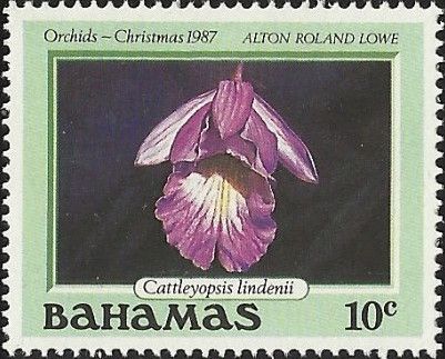 Cattleyopsis lindenii