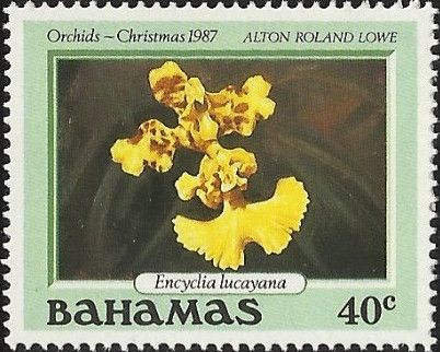 Encyclia lucayana