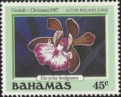 Encyclia hodgeana