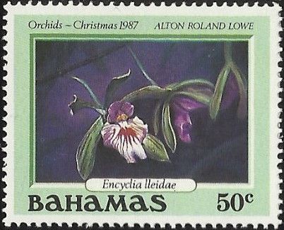 Encyclia lleidae