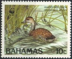 West Indian Whistling Duck (Dendrocygna arborea)