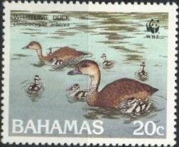 West Indian Whistling Duck (Dendrocygna arborea)