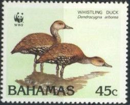 West Indian Whistling Duck (Dendrocygna arborea)