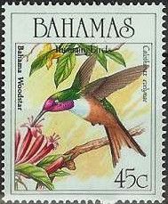 Bahama Woodstar (Calliphlox evelynae)