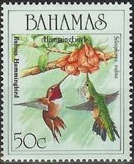 Rufous Hummingbird (Selasphorus rufus)
