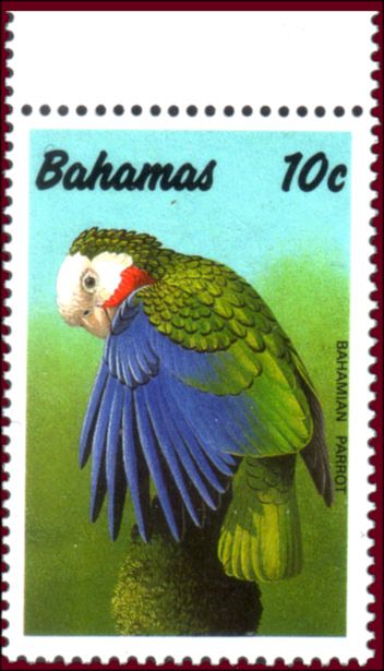 Bahamian Parrot (Amazona leucocephala bahamensis)