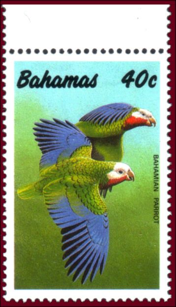 Bahamian Parrot (Amazona leucocephala bahamensis)