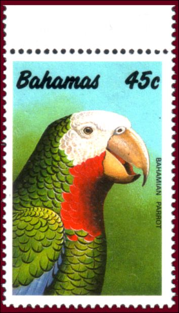 Bahamian Parrot (Amazona leucocephala bahamensis)