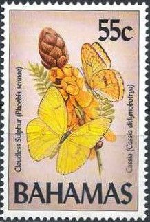 Cloudless Sulphur (Phoebis sennae)