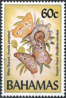 White Peacock (Anartia jatrophae)