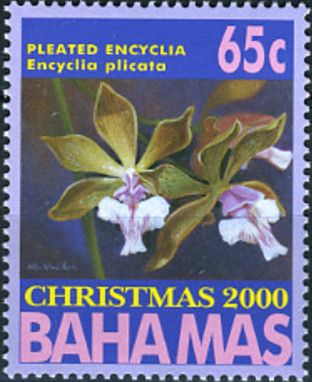 Pleated Encyclia (Encyclia plicata)