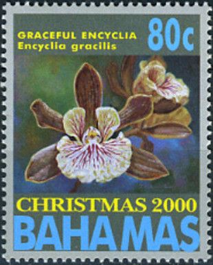Graceful Encyclia (Encyclia gracilis)