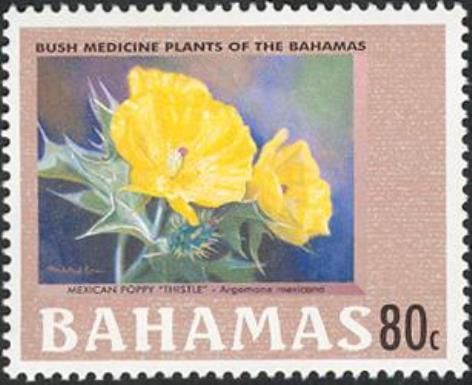 Mexican Poppy Thistle (Argemone mexicana)