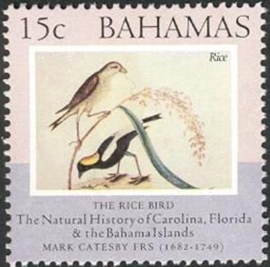 Rice Bird (Dolichonyx oryzivorus)