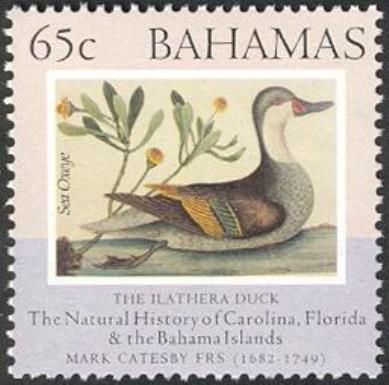 Ilathera Duck (Anas bahamensis), Sea Oxeye