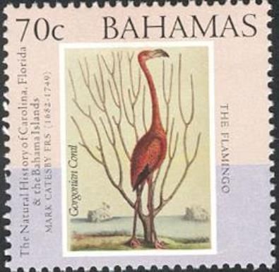 American Flamingo (Phoenicopterus ruber)