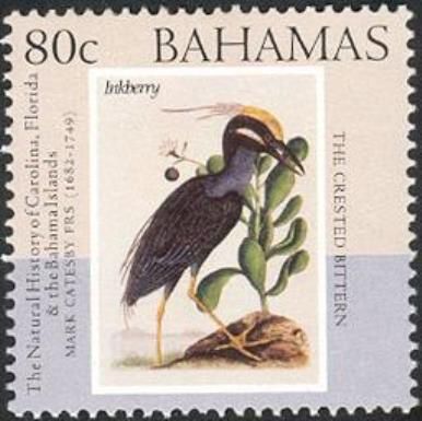Crested Bittern (Nyctanassa violacea), Inkberry