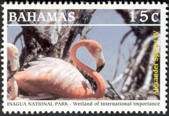 American Flamingo (Phoenicopterus ruber)