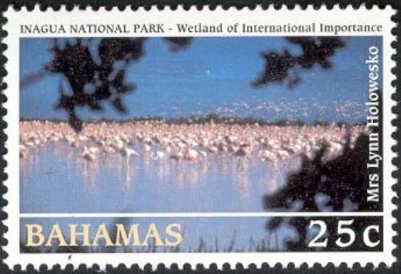 American Flamingo (Phoenicopterus ruber)