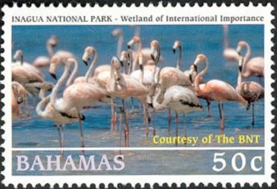 American Flamingo (Phoenicopterus ruber)