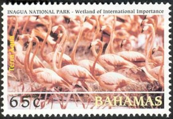 American Flamingo (Phoenicopterus ruber)