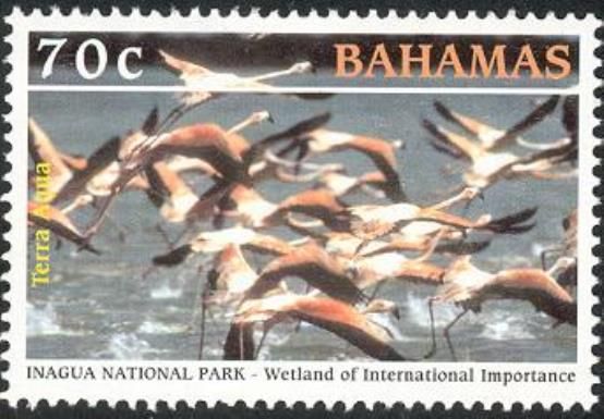 American Flamingo (Phoenicopterus ruber)